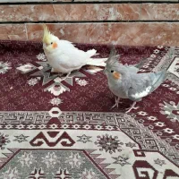 عروس پاریس
