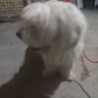 سگ پشمالو قیمت مناسب