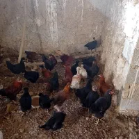 مرغ تخمی