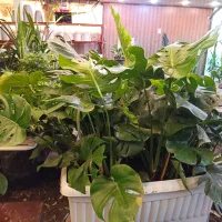 گل کاج|گل و گیاه طبیعی|قم, مهدیه|دیوار