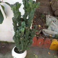 گل کاکتوس صخره ای