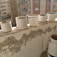 گلدان سرامیکی|گل و گیاه طبیعی|طرقبه, |دیوار