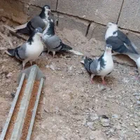 کبوتر بدرنگ