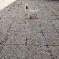 خروس سلطان