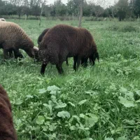 بره قوچی|حیوانات مزرعه|بندر گز, |دیوار