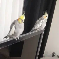 جفت عروس هلندی