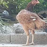 خروس مرغ  وجوجه خروس