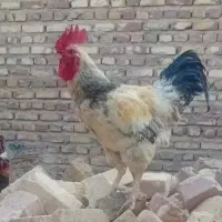 خروس