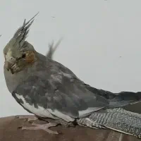 عروس هلندی فروشی