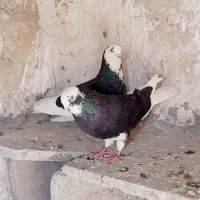 کبوتر شازده سیاه