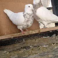 طوقی|پرنده|تهران, اقدسیه|دیوار