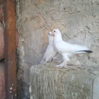 دمبی|پرنده|دهدشت, |دیوار