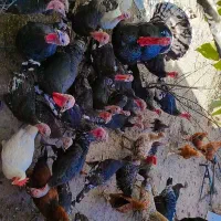 بغلمون نر و مادر و جوجه بغلمون|حیوانات مزرعه|اسحاق آباد, |دیوار