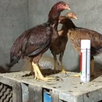 لاری|حیوانات مزرعه|محمدبار, |دیوار