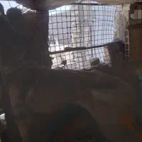 سگ نگهبان|سگ|میبد, |دیوار