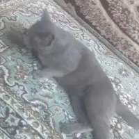 گربه نر اسکاتی دوساله کاملا خانگی ودست اموز|گربه|قدس, شهر‌قدس|دیوار