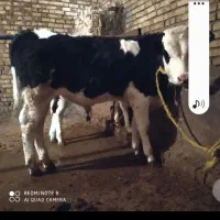 گوساله سیمینتال نر