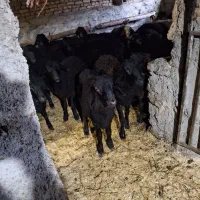 گوسفند قره قزل بره نر|حیوانات مزرعه|اسدآباد, |دیوار