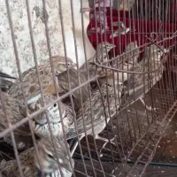 تعدادی سهره خاکی همشون نر جوجه سال|پرنده|خاش, |دیوار