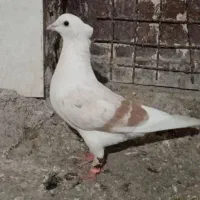 کفتر ماده دوکت توام