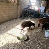 بره نر