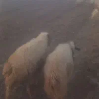 بره سفید صادراتی   ۵۰ راس ..میش ابستن و زاییده