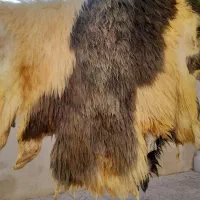 پوست خشک شده گوسفند|صنایع دستی و سایر لوازم تزئینی|اردبیل, |دیوار