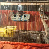 فنچ|پرنده|تهران, اسفندیاری|دیوار