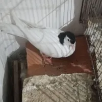 به دلیل جا نداشتن|پرنده|مشهد, درزآب|دیوار