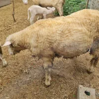 فروش گوسفند ایلدوفرانس و رومن