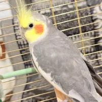 عروس هلندی نر سخنگو همراه با قفس و وسایل