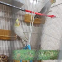یه جفت عروس هلندی کارداده
