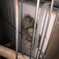 تعدادی عروس هلندی|پرنده|بندرعباس, |دیوار