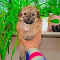 پودل کراس|سگ|رشت, گلسار|دیوار