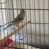 قناری زنگی مست|پرنده|تاکستان, |دیوار