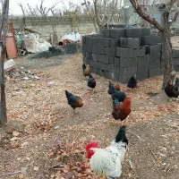 بوقلمون ماده 3جوان سرحال