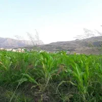 فروش برنج بسمتی پاکستان ۱۱۲۱