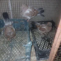 فروشی|پرنده|ایذه, |دیوار