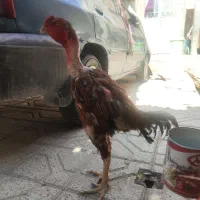 خروس و مرغ لاری