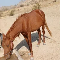 اسب فروشی