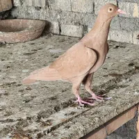 ماده رنگی ودورگ|پرنده|کارون, |دیوار