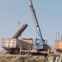 خدمات کلی خریدچوب آلات و چوب گردو به نرخ شرکت