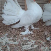 خروس ومرغ ۵ماه لاری وابریشمی کبوتر دم طاووسی|پرنده|رشت, حومه رشت|دیوار