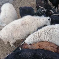 میش جوان فروشی|حیوانات مزرعه|سربیشه, |دیوار