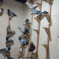 کفتر زدخوردی
