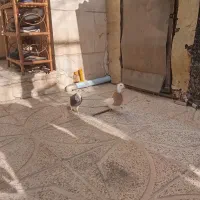 کبوتر|پرنده|اقبالیه, |دیوار