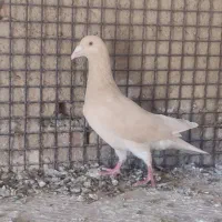کبوتر زرد ماده فروشی