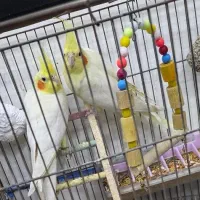 جفت عروس مولد لوتینو جوان