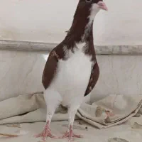 کبوتر رنگی