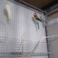 عروس هلندی|حیوانات مزرعه|کرج, اصفهانیها|دیوار